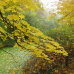 tree leaves