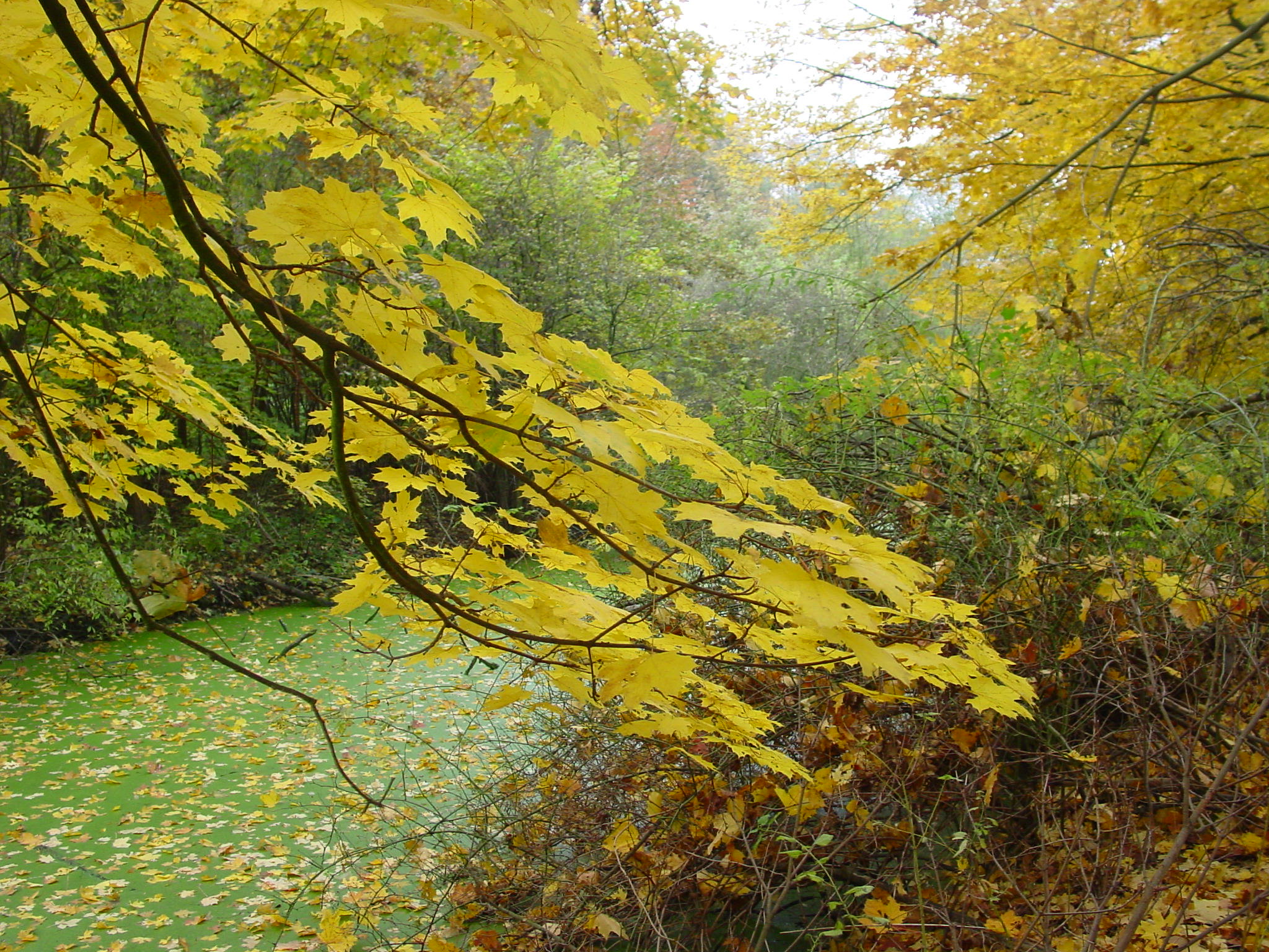 tree leaves